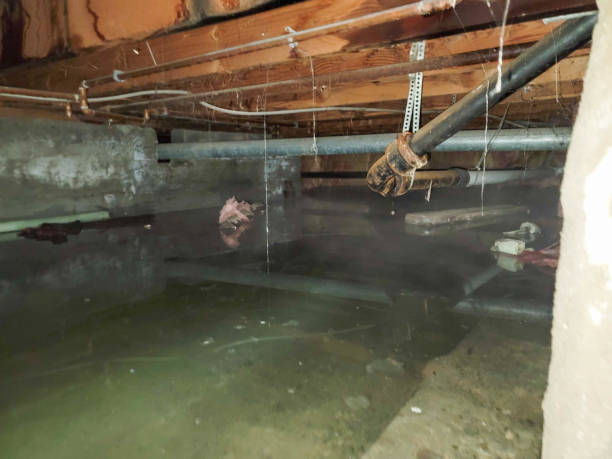 Best Commercial water damage restoration  in Lopezville, TX