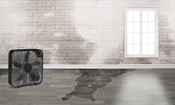 Best Ceiling water damage repair  in Lopezville, TX